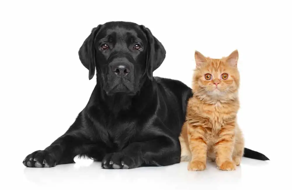 Black labrador and a cat on a white background
