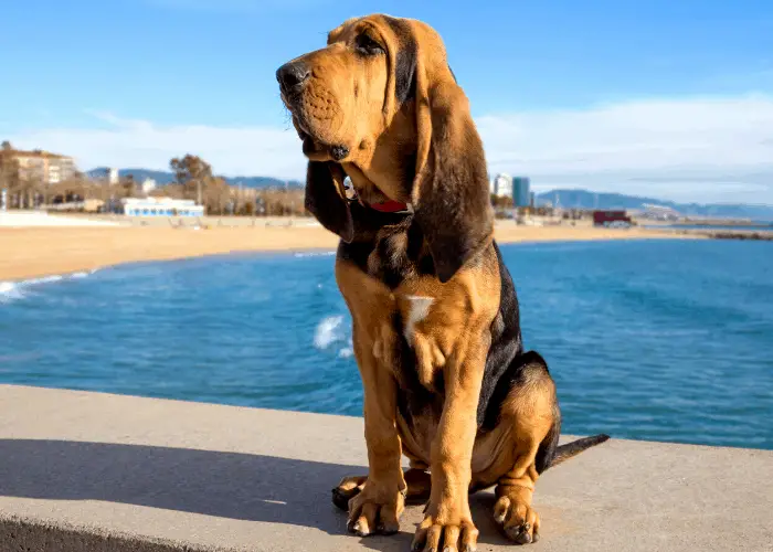 Bloodhound in the beach