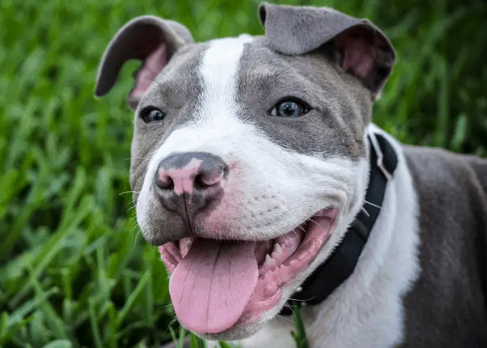 Blue eyed pit bull puppy panting