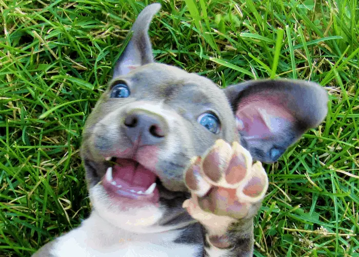 Blue eyed pit bull puppy pawing while lying on the lawn