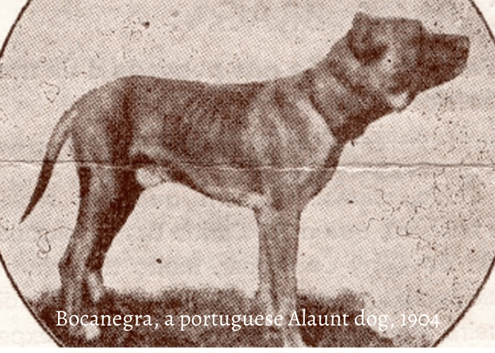Bocanegra, a portuguese Alaunt dog, 1904