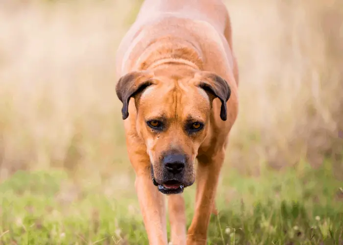 Boerbel walking in the bush