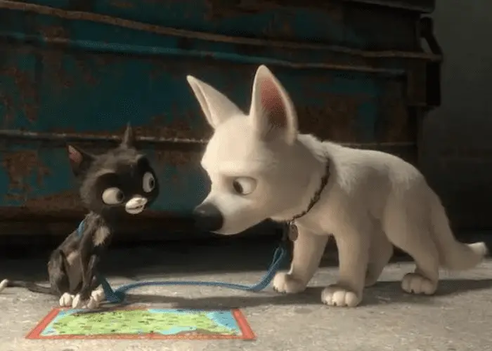 Bolt the dog talking to a black cat
