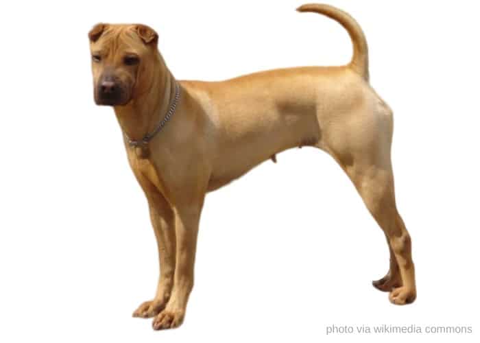 Bone-Mouth Shar-pei on white background