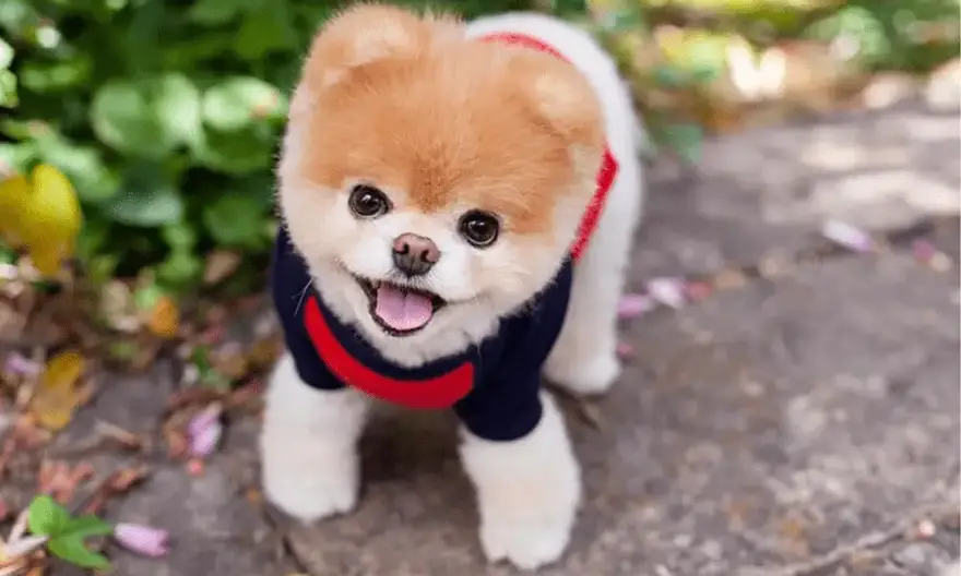 what type of dog is boo the cutest dog in the world