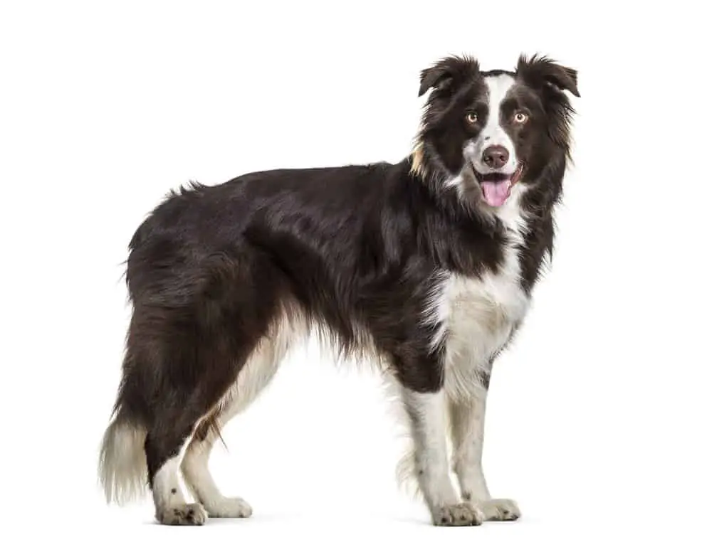 Border Collie standing on white background