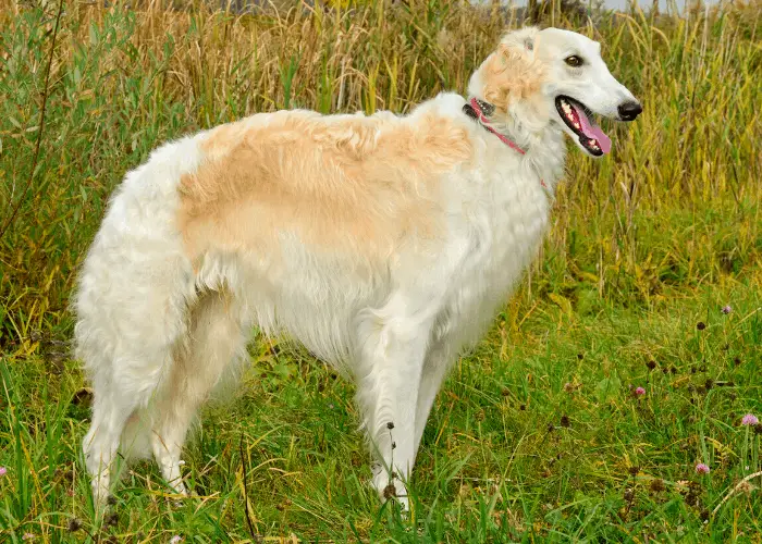 Borzoi in the forest