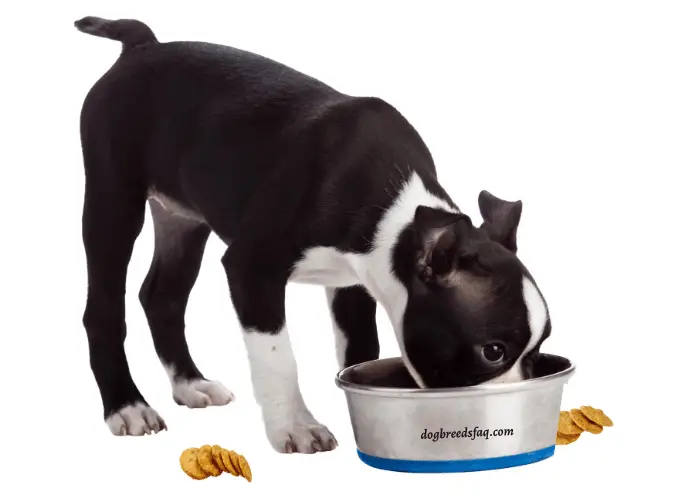 Boston terrier eating crackers in a blue-bottom bowl on white background