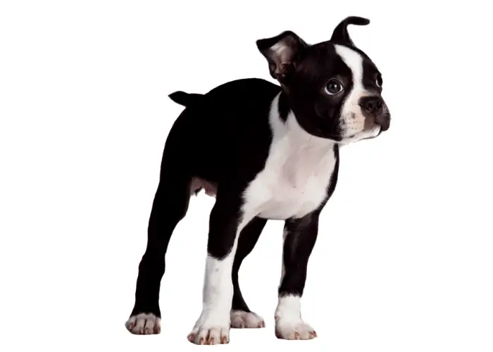 Boston terrier standing against a white background