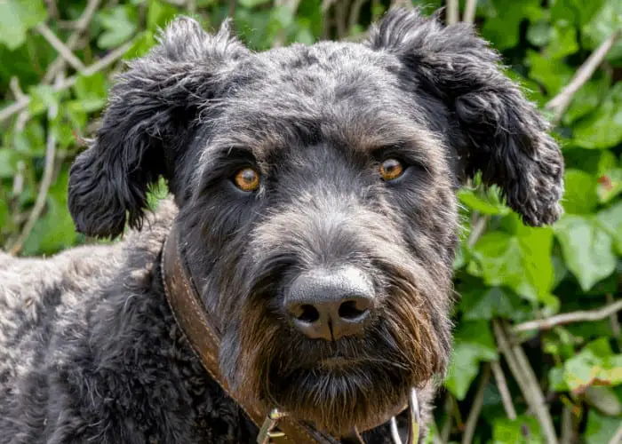 Bouvier Des Flandres close up