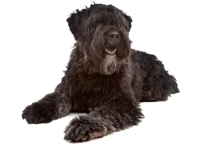 Bouvier des Flandres in front of a white background