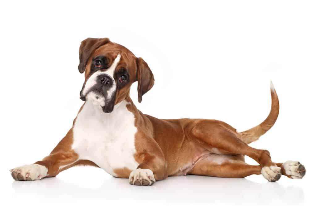 Boxer dog lying on white background