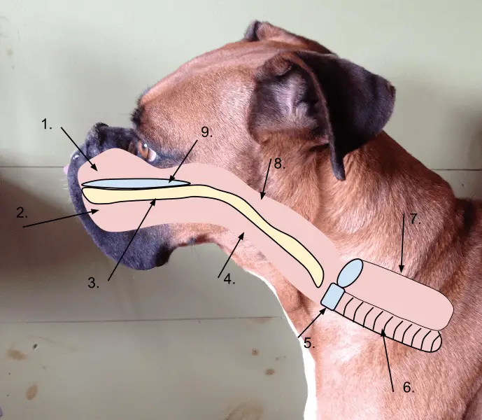 Brachycephalic Dog Airway illustration