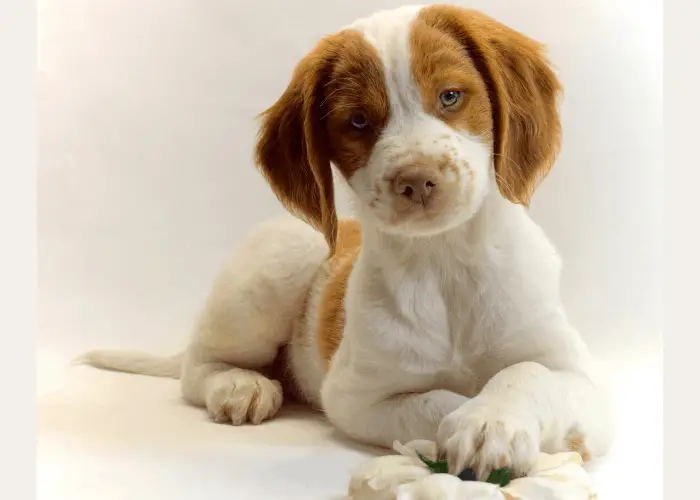 Brittany Dog playing with chew toys