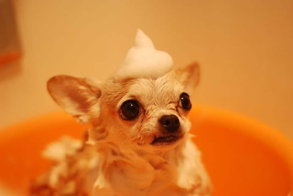 Brown chihuahua having a bath