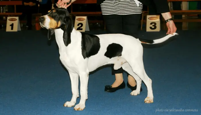 Bernese Hound at a dog show