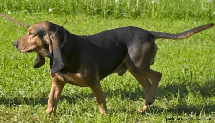 Bruno Jura Hound walking on the lawn