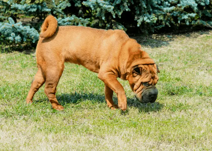 Meat mouth brush coat shar-pei