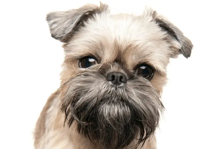  Brussels Griffon close up photo