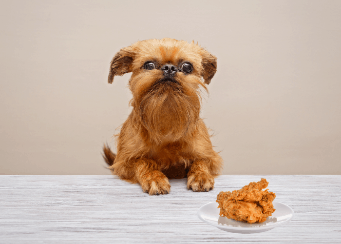 Brussels Griffon looking and a fried chicken on a plate