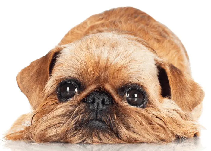  Brussels Griffon lying on the ground