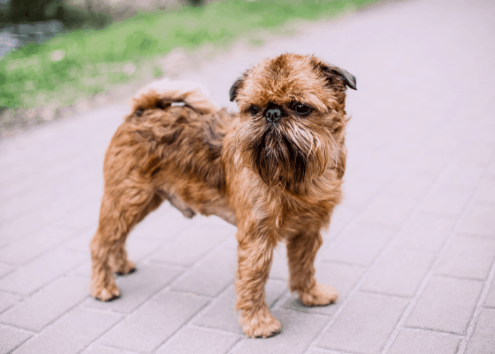  Brussels Griffon standing on the cemented ground