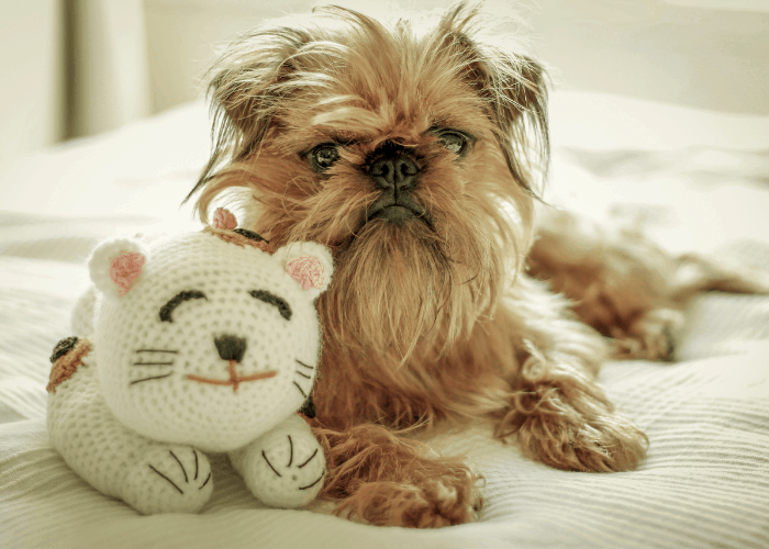 Brussels Griffon with a cat toy