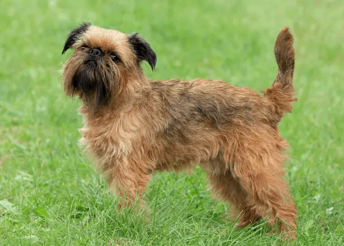 Brussels Griffon standing on the lawn