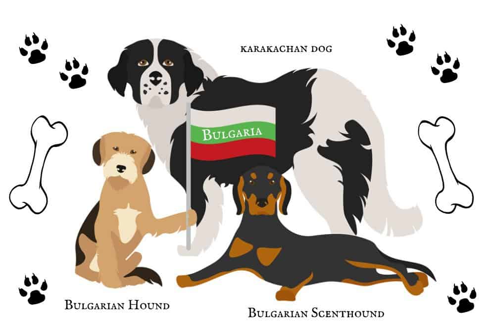 3 Bulgarian Dog Breeds with a flag, paw prints and bones on background