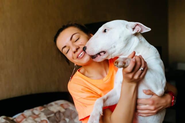 Bull Terrier being affectionate and kissing its owner