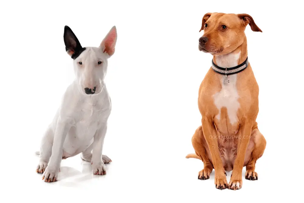 Bull Terrier vs Pitbull Appearance