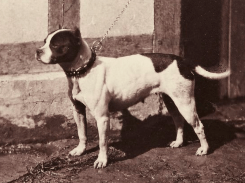 Bull and Terrier dog breed image taken in Paris in1863