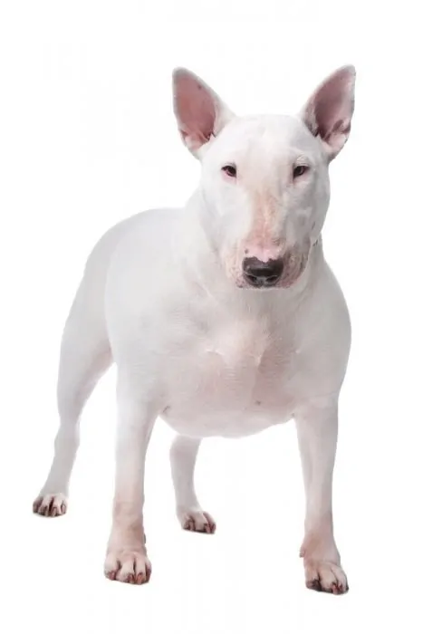 Bull terrier photographed on a white background