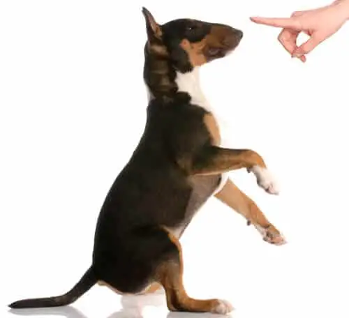 Bull terrier responding to a dog command
