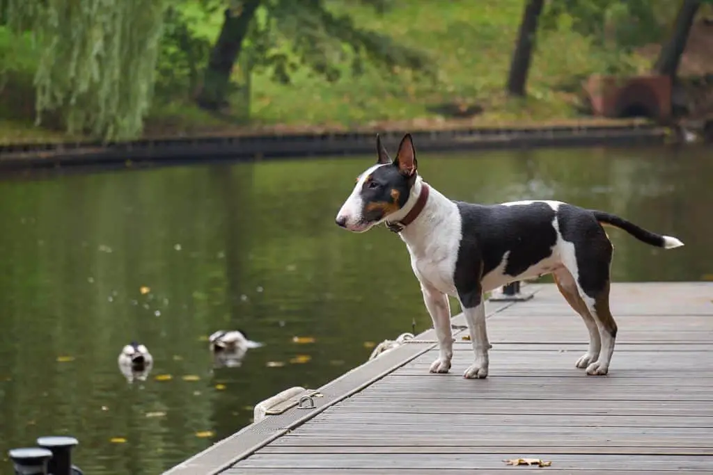 Bull terrier standing beside a lake