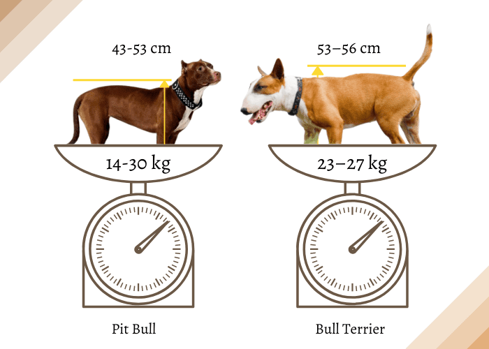 Bull terrier vs Pitbull height and weight Comparison