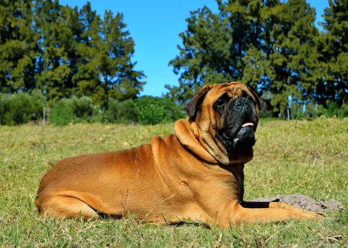 Bullmastiff in the park