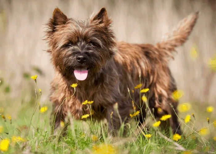 Cairn Terrier playing outdoors