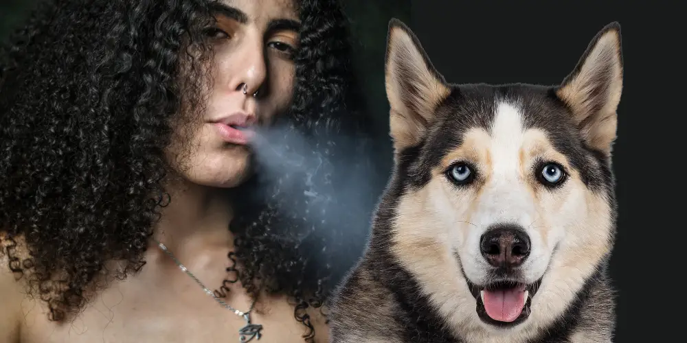 Can Dogs Get High from Blowing Smoke in Their Ears article featured image
