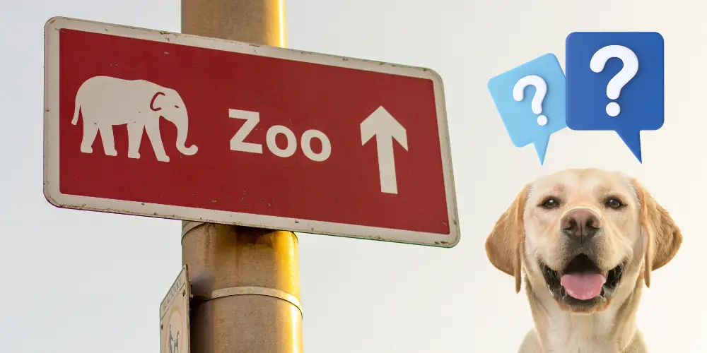 Can Dogs Go to the Zoo article featured image