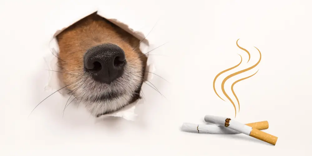 Can Drug Dogs Smell Nicotine article featured image