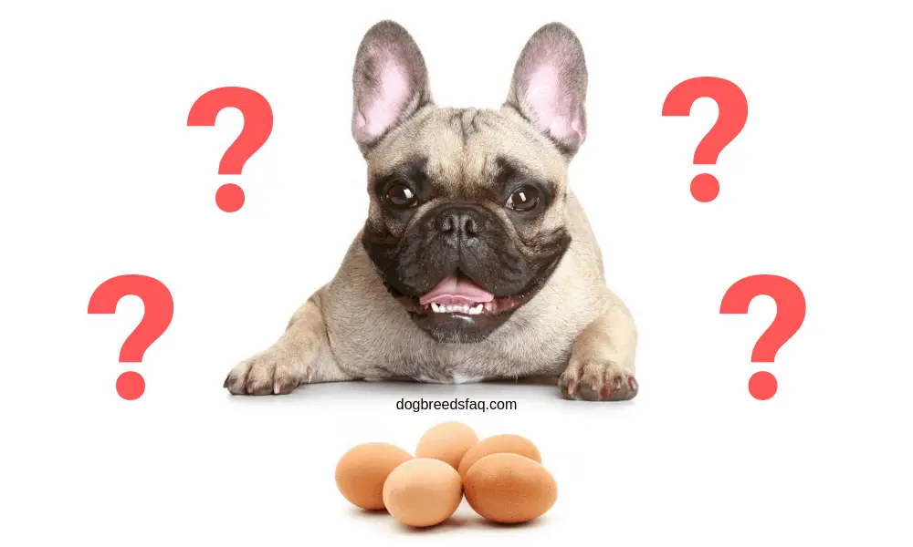 Can My French Bulldog Eat Eggs? 1