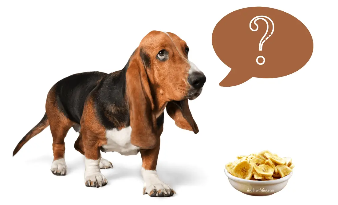 Can dogs eat banana chips image