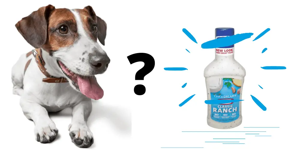 Can Dogs Eat Ranch? 1