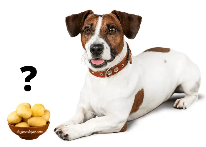 Can dogs eat raw potatoes