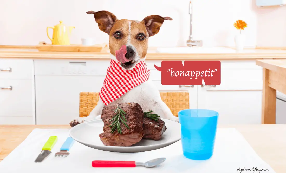 Can dogs eat steak photo illustration