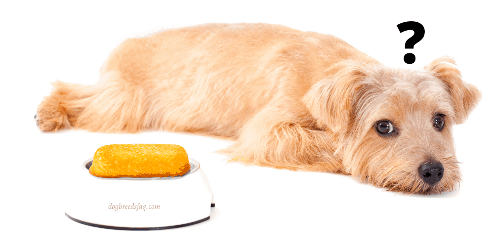 Can dogs eat twinkies illustration