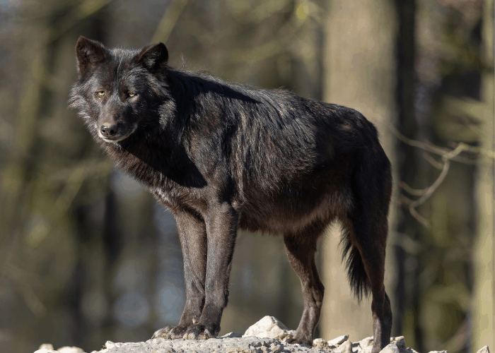 Canadian Black Wolf