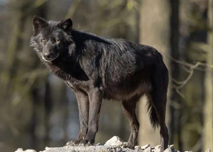 Canadian Black Wolf