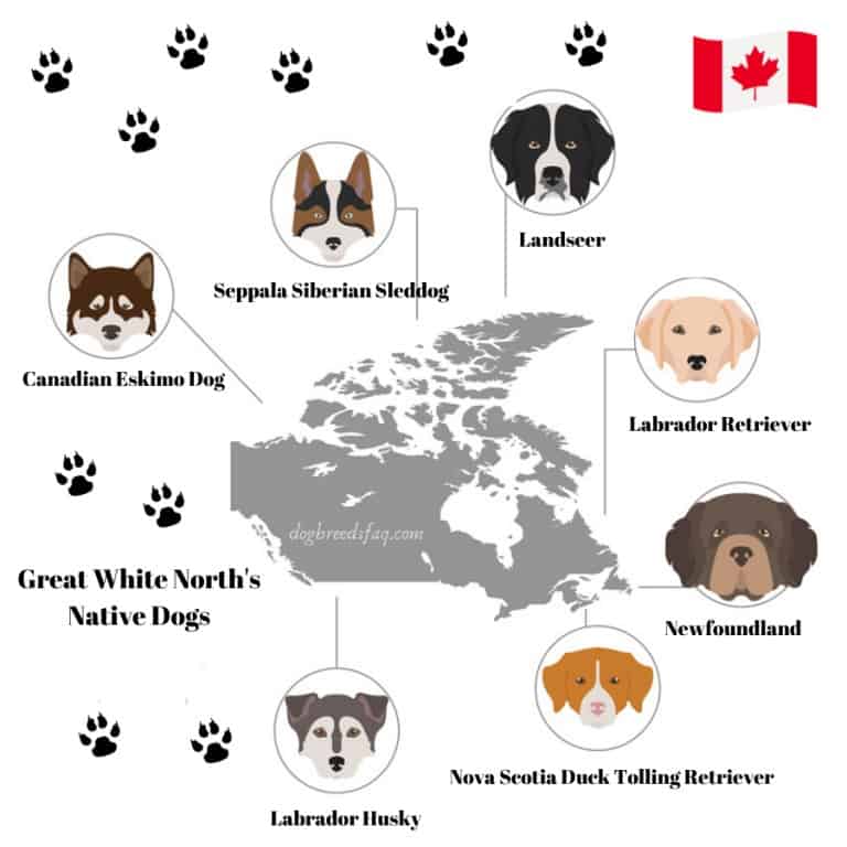 7 Famous Canadian Dog Breeds List Dog Breeds FAQ